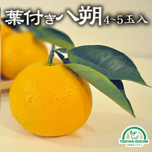  ͂  4`5ʓ _ a̎R t ʕ L@͔| Yn  I[KjbN O[WNV