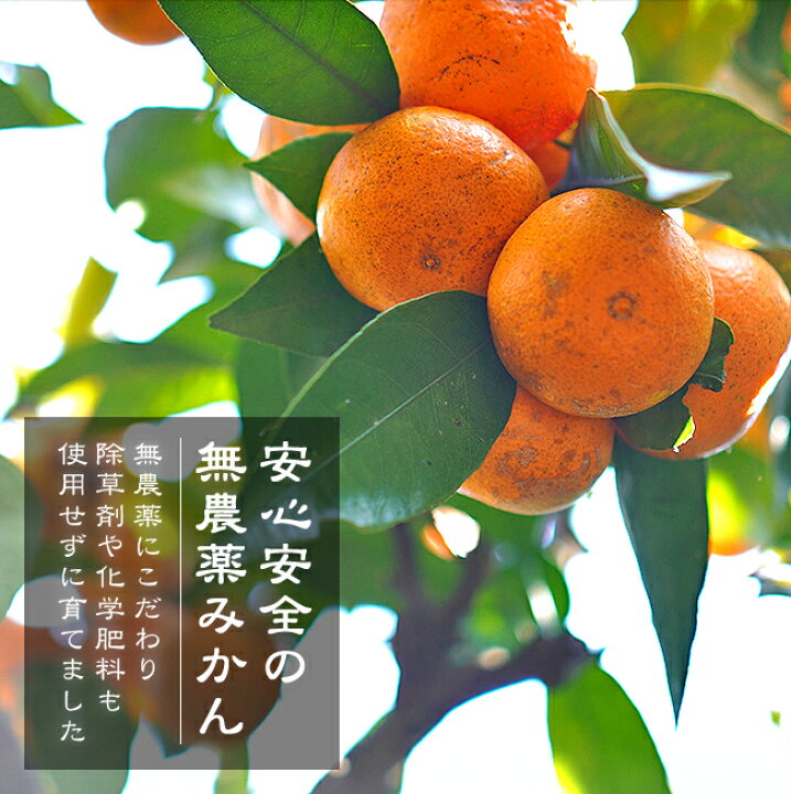 楽天市場】みかん 無農薬 10kg 送料無料 農薬 防腐剤 不使用 ノー 