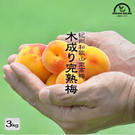 梅干し用 梅 3kg 南高梅 木成り 完熟梅 無農薬 梅味噌 梅シロップ 酵素ジュース 紀州 和歌山 紅梅 農園直…