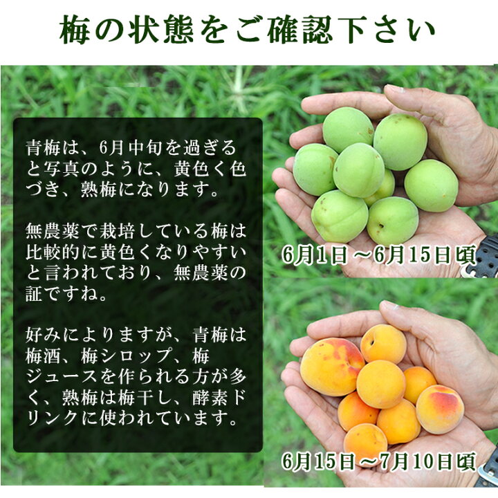 楽天市場】梅 青梅 南高梅 無農薬 5kg 送料無料 梅酒 梅干し 梅酢 梅 