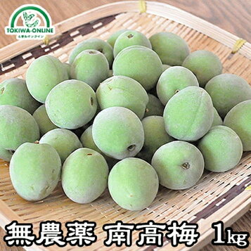 楽天市場】【送料無料】 青梅 南高梅 2L・3L 10kg 【梅シロップ・梅酒 