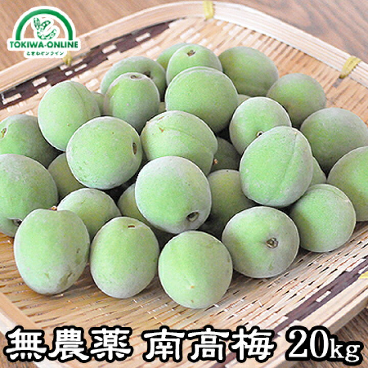 楽天市場】梅 青梅 南高梅 無農薬 20kg 送料無料 梅酒 梅干し 梅酢 梅  