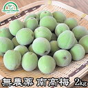 梅 青梅 南高梅 無農薬 2kg 送料無料 梅酒 梅干し 梅酢 梅シロップ 酵素ジュース に最適 自然栽培、無農薬農法 無肥料…