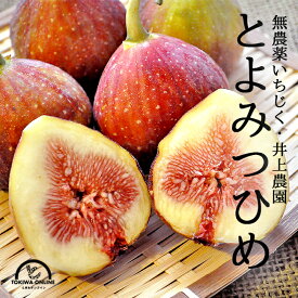 いちじく とよみつひめ 生 オーガニック 9〜12玉入 無農薬 進物 贈答 福岡県産 果物 ギフト イチジク くだもの 井上農園