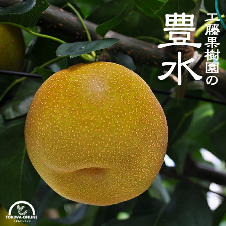 楽天市場 豊水 梨 送料無料 3kg 贈答 ギフト 豊水梨 豊水 梨 和梨 なし ナシ 果物 くだもの 三重県 工藤果樹園 ときわオンライン