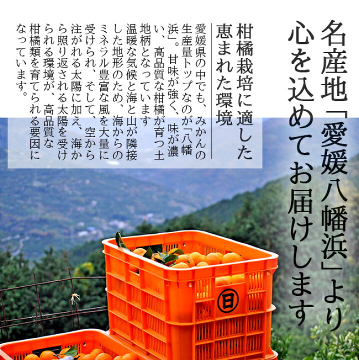 楽天市場】愛媛果試第28号 紅まどんな 同品種 訳あり 5kg 家庭用 送料無料 ノーワックス 農園直送 愛媛 八幡浜産 産地直送 マルナカ農園 : ときわオンライン 楽天市場】愛媛果試第28号 紅まどんな 同品種 訳あり 5kg 家庭用 送料無料 ノーワックス 農園直送 愛媛 八幡浜産 産地直送 マルナカ農園 : ときわオンライン