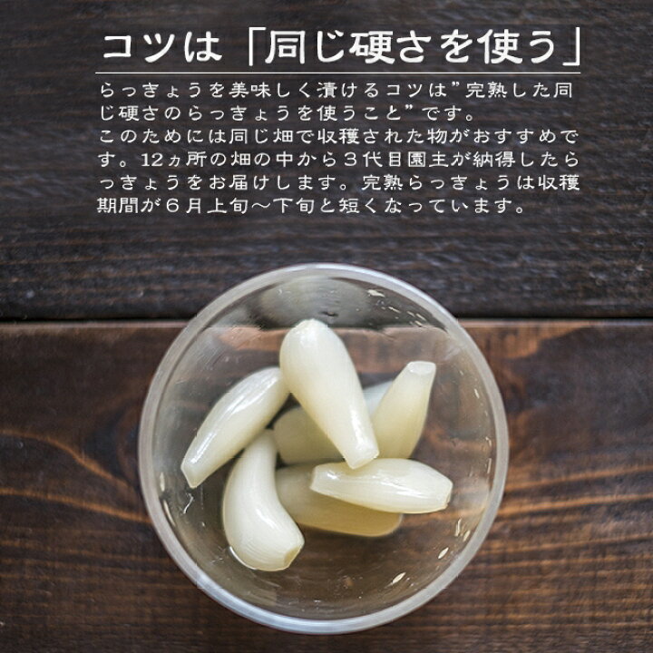 楽天市場】らっきょう 鳥取 生 3kg 土付き 国産 送料無料 砂丘らっきょう 農園直送 産地直送 岡野農園 : ときわオンライン 楽天市場】らっきょう 鳥取 生 3kg 土付き 国産 送料無料 砂丘らっきょう 農園直送 産地直送 岡野農園 : ときわオンライン
