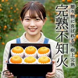 不知火 みかん 贈答 ギフト 2.4kg 2L 樹上完熟 木なり完熟 愛媛 減農薬 柑橘 プレゼント 産地直送 農園直送 オレンジライン