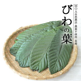 びわの葉 送料無料 30枚入 無農薬 びわ茶 びわの葉茶 びわの葉エキス 長崎 ビワの葉 枇杷の葉 農家直送 しげさん農園
