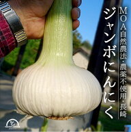 ジャンボにんにく 1kg 無農薬 匂いが少ない 無臭にんにく 長崎 平戸 しげさん農園