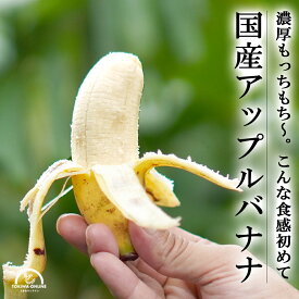 アップル バナナ 国産 無農薬 1kg 沖縄 果物 田福バナナファーム