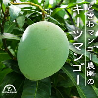 石垣島キーツマンゴー ときわ農園 キーツマンゴー商品画像 2キロ 
