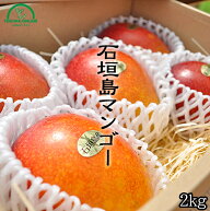 マンゴー ギフト お中元 2kg 沖縄 贈答用 特秀品 送料無料 沖縄産 石垣島 農園直送 完熟 プレゼント 贈り…