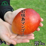 マンゴー 訳あり 1kg 沖縄 送料無料 石垣島産 農園直送 石垣島マンゴー わけあり 沖縄マンゴー 完熟マン…