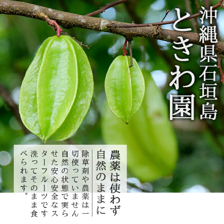 楽天市場 スターフルーツ 沖縄 石垣島 1kg 農家直送 ゴレンシ 五斂子 ごれんし 南国フルーツ 果物 無農薬 安心安全 無農薬 通販 ときわオンライン