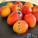 ミニマンゴー 1kg 送料無料 農園直送 沖縄県 石垣島産 マンゴー 石垣島 沖縄 果物 フルーツ 訳あり わけあり 石垣島マンゴー 沖縄マンゴー ときわマンゴー農園