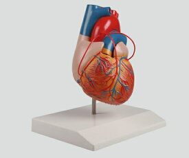バイパス付心臓2分解モデル 80×80×140　4250395300919