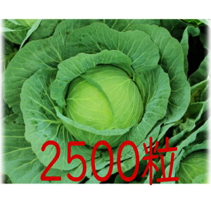 �y���׎���o�ׁz�J�l�R��c�@�ʕ�@�L���x�c�@2500��