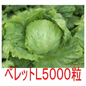 y׎oׁzJlRc@_t@^X@ybgL5000