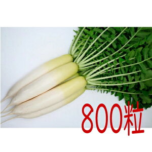 y׎oׁzJlRc@YRĂ䂽@卪@800