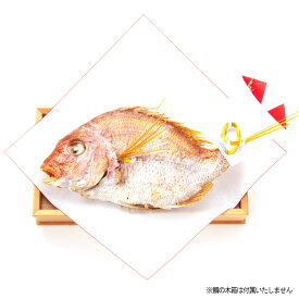 【天然祝い鯛姿焼き（普通サイズ）　お食い初め　初節句　雛祭り】お食い初め鯛/雛祭り鯛/初節句鯛/お祝い鯛/鯛姿焼き/鯛塩焼き/こどもの日鯛/端午の節句鯛/お七夜