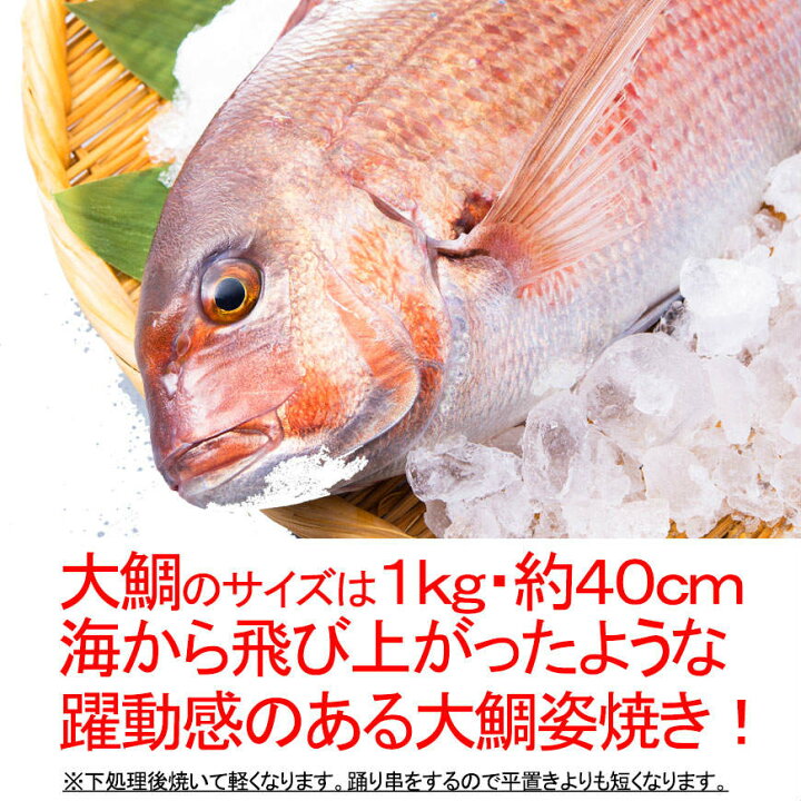 楽天市場】祝い鯛姿焼き（1kg│約40cm）【お祝い飾り付き 焼き 