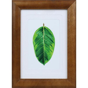 PR[(Kenko) PS-GM-BR uE ʐ^ S̖ LEnKLE2Lp