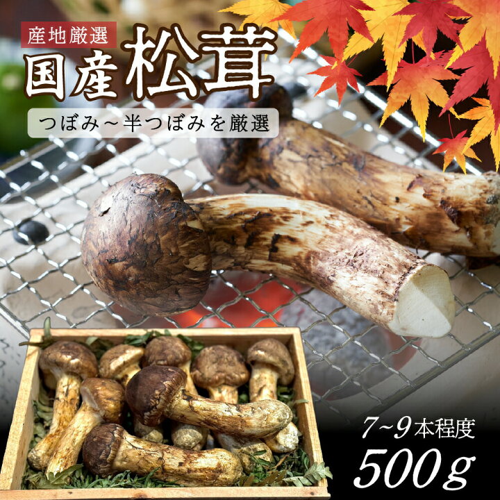 楽天市場】＜11月下旬まで＞国産 松茸 約500g 木箱入り 長野県産  