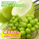 山梨県産 種なし 大粒 シャインマスカット 皮ごと 約1.2kg（2~3房 ステビア農法 笛吹市 高糖度 厳選 ギフト 自宅 ふえふき 高級 フルーツ マスカット ぶどう 約1.2kg（2~3房 冷蔵 敬老の日 お中元
