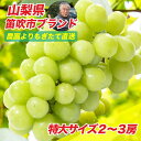 【ご予約承り中】農園より直送！山梨県笛吹市産 シャインマスカット 約1.2kg〜 産地直送 種なし 皮ごと食べられる 高糖度ぶどう 冷蔵便 送料無料 ギフトにも◎
