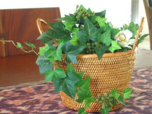 A^@Jo[ty11cmzv^[Jo[ AؔJo[ ݔ S~ _Xg{bNX CeA   i` ][g [ [JS o oG A^