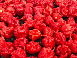 LCi[p[ Y Ⓚ 50/ LCi hq h |h Ƃ炵 gEKV ` `ybp[ chili pepper XpCX [ 댯 ^PE` Lĝ JlIN