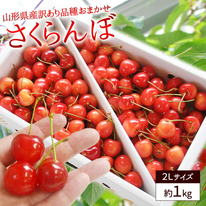 楽天市場 さくらんぼ 山形県産 果物 約1kg 2ｌ サイズ 訳あり 自宅用 フルーツ 露地栽培 佐藤錦 紅秀峰 など 品種おまかせ 送料無料 やまがた特産屋