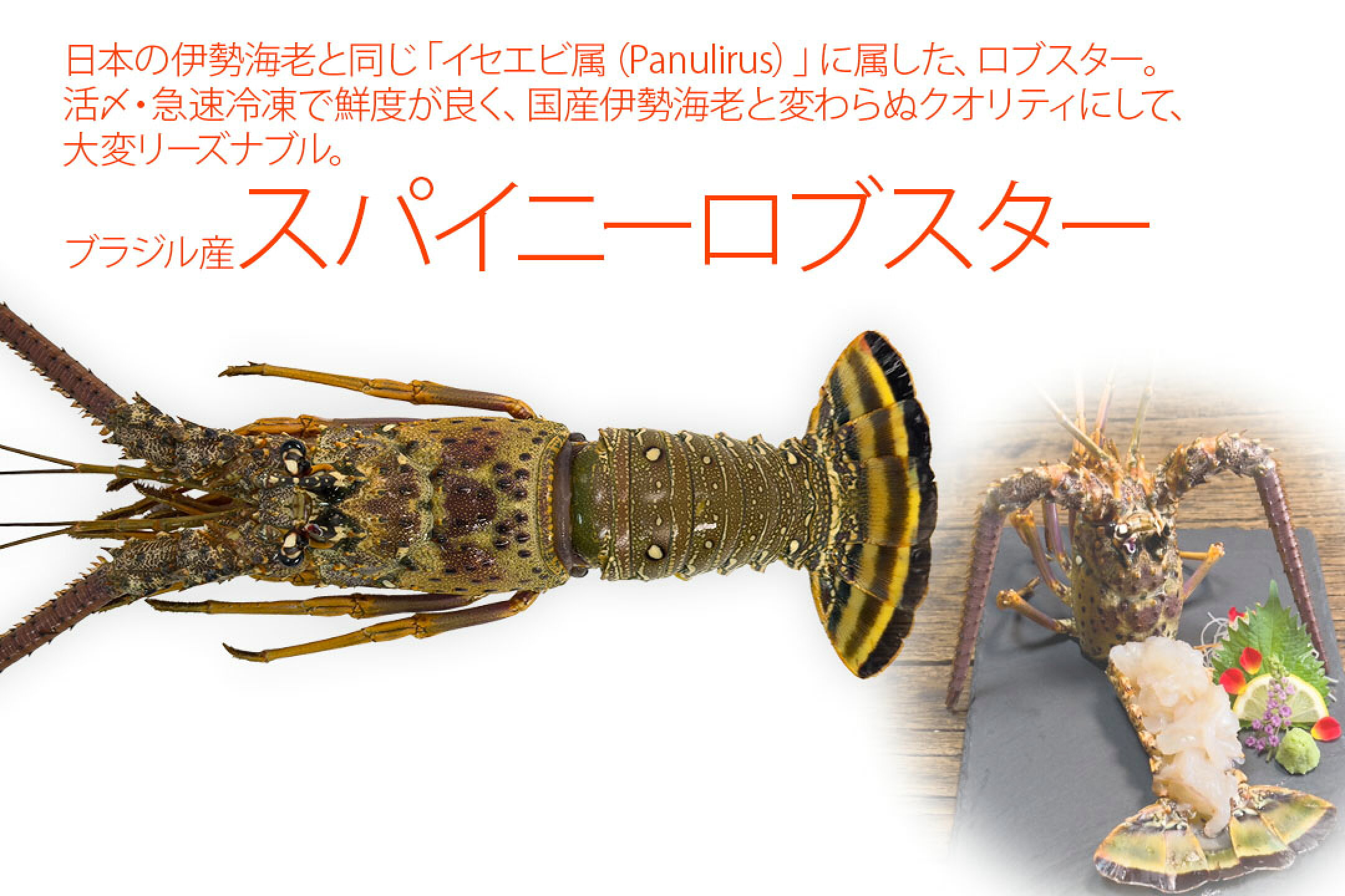 ブラジル産スパイニーロブスター