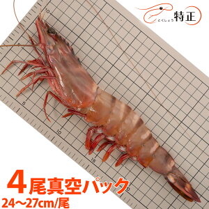 W{LV[^CK[CV 24`27cm/ 4^pbN 傦 o[xL[ GrtC VRGr