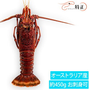 I[XgACZGr I[XgAY Ⓚ 450g  hg XpCj[uX^[ spiny lobster