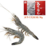 天使の海老 大サイズ1Kg箱入り(規格:20/30)