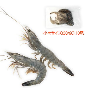 Vg̊CV XTCY10(Ki:50/60)