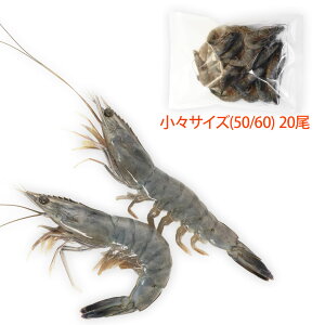 Vg̊CV XTCY20(Ki:50/60)