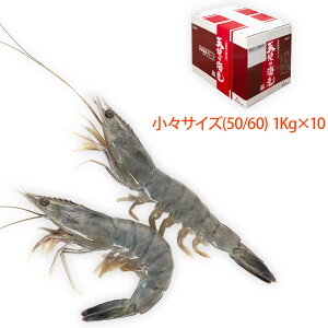 Vg̊CV XTCY1Kg(Ki:50/60)10܂Ƃߔ