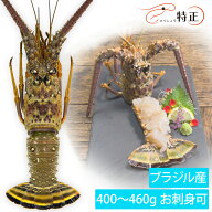 ブラジル産スパイニーロブスター 390～450g 生冷凍 頭付き 刺身可 イセエビ属