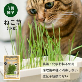 【最大1,000円OFFクーポン★5/16(土)1:59まで】【自分で育てて楽しい♪】有機種子 ねこ草(小麦) ( 猫草 種 水栽培 水耕栽培 タネ 整腸 毛玉ケア 草 食用 ネコ草 キャットフード お手入れ用品 ペット用 猫 犬 イヌ 若芽 グリーン 園芸 育てる)