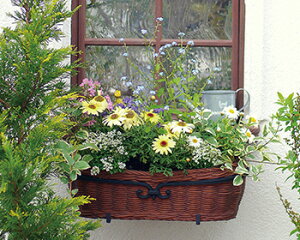 fB[YpeBI IvV/v^[oXPbgAEH[{̂Ɠɂ߂ByfB[YK[fKXz