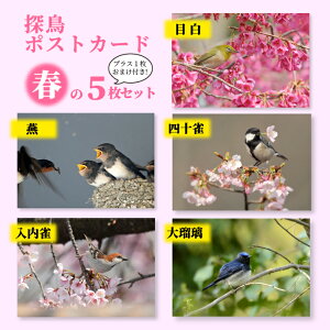 T|XgJ[h t 5Zbg ͂Zbg  5 쒹 ʐ^ ͂ t   W co Ђ qi VWEJ XY II ڗ V xm