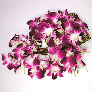 生花 デンファレの人気商品 通販 価格比較 価格 Com