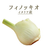 ウイキョウ（フィノッキオ）　フヌイユ　葉無し　＜イタリア＞【1株＝約300−500g】【￥425（税抜）/100g…