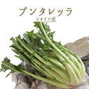 プンタレッラ　イタリア　ローマ野菜（アスパラガス　チコリー）＜イタリア産＞【1個＝約500-1kg】【￥460（税抜）/10…