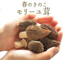 フレッシュ　モリーユ　モリーユ茸　（アミガサ茸）きのこ　キノコ　＜トルコ産＞【100g】【冷蔵品】