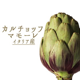 イタリア野菜　カルチョッフィマモーレ（アーティーチョーク）＜イタリア産＞【約1個=150-250g】【￥690/100g当たり再計算】【冷蔵品】（大きさは季節や天候によって前後する可能性がございます）