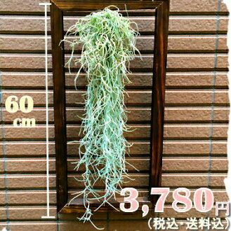 tokyoflower limited quantity airplanes outlined the spanish moss